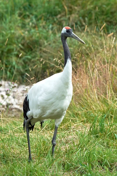 Red-crowned crane (Grus japonensis) — Stock Photo, Image