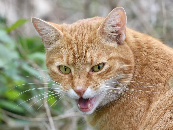 Kot (felis catus) — Zdjęcie stockowe