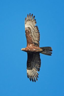 Avrupa bal şahini (Pernis apivorus)