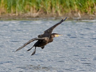 Büyük Karabatak (Phalacrocorax karbo)