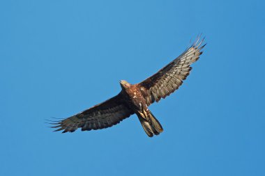 Avrupa bal şahini (Pernis apivorus)