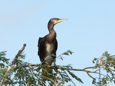 Büyük Karabatak (Phalacrocorax karbo)