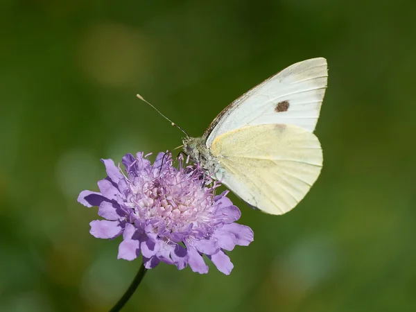 Grand blanc (Pieris brassicae) ) — Photo