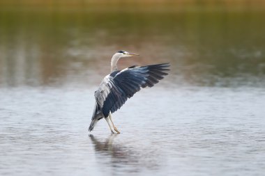 Gri Heron (Ardea cinerea)