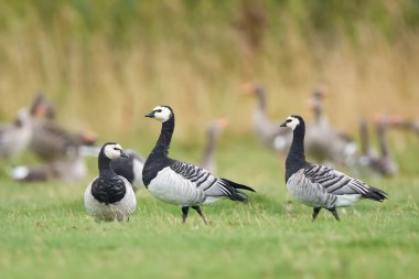 Barnacle Goose (Branta lökossis)