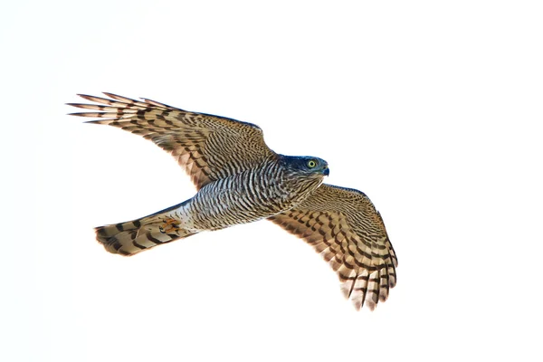 유라시아 sparrowhawk (Accipiter nisus) — 스톡 사진