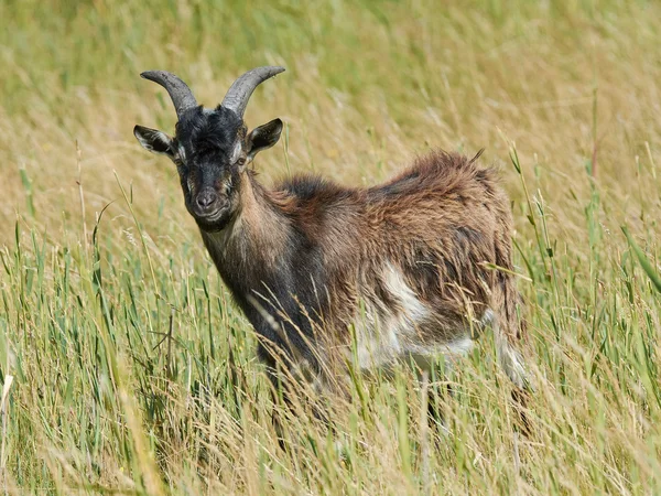 Cabra dinamarquesa landrace — Fotografia de Stock