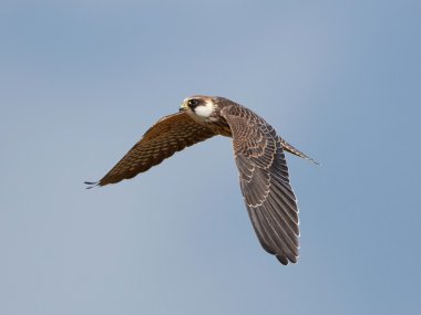 doğan (falco vespertinus kırmızı ayaklı)