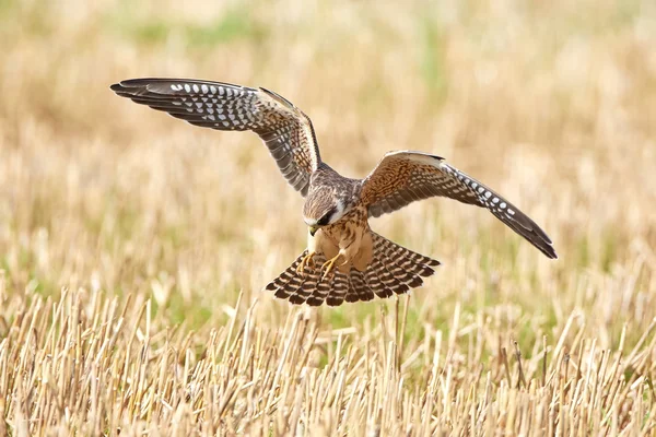 Falco dai piedi rossi (Falco vespertinus ) — Foto Stock