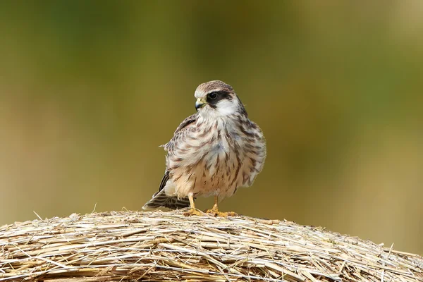 Roodpootvalk (falco vespertinus) — Stockfoto