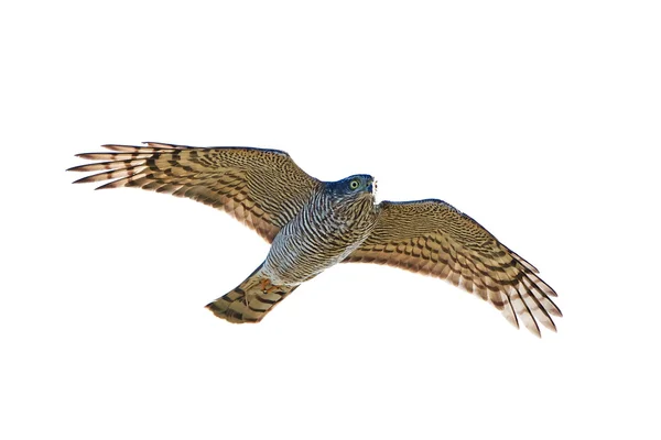 Krahujec obecný (Accipiter nisus) — Stock fotografie