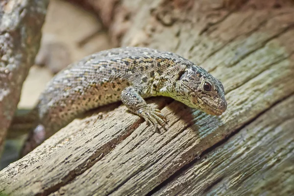 Lagarto de arena (Lacerta agilis) — Foto de Stock