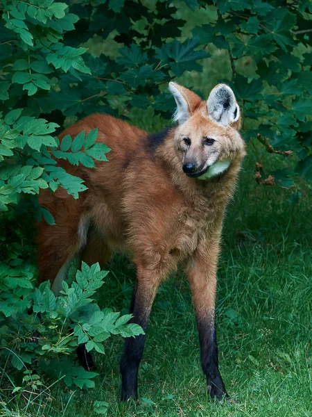 Sörényes farkas (chrysocyon-brachyurus) — Stock Fotó