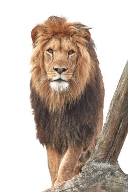 Aslan (Panthera leo)