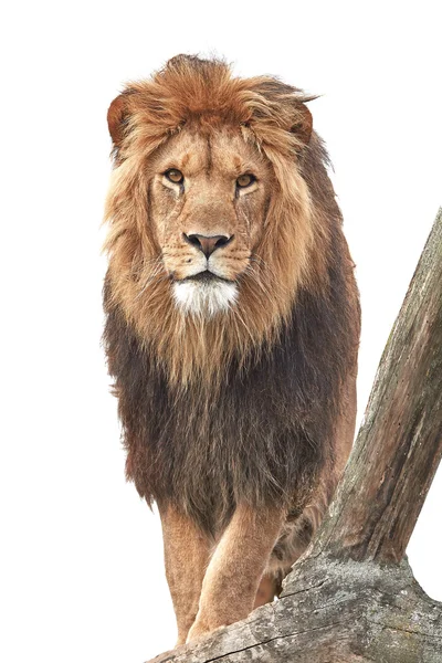 Лев ("Пантера лео")) — стоковое фото