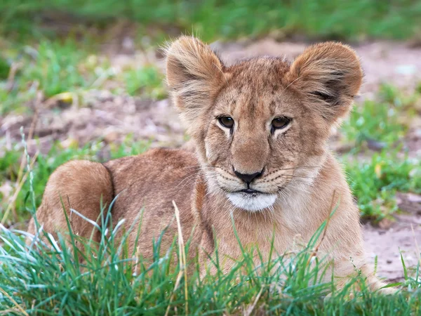 Leão (Panthera leo) — Fotografia de Stock