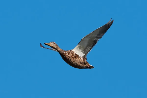 Wild Duck (Anas platyrhynchos) — Stock Image Wild Duck (Anas platyrhynchos) Royalty Free Stock Photos