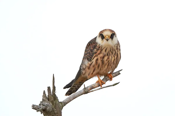 Roodpootvalk (falco vespertinus) — Stockfoto