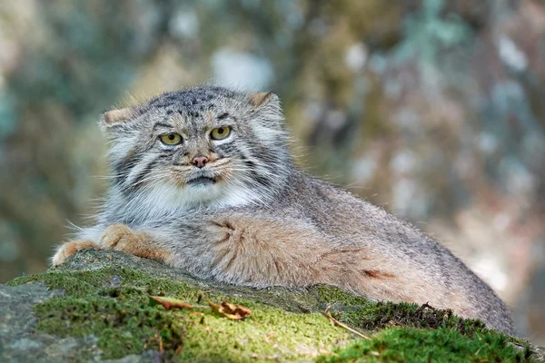 Gato de Pallas (Otocolobus Manul ) — Fotografia de Stock