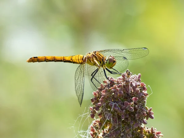 Serseri darter (Sympetrum vulgatum) — Stok fotoğraf