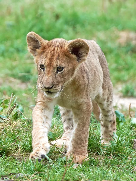 Leone (Panthera leo) — Foto Stock