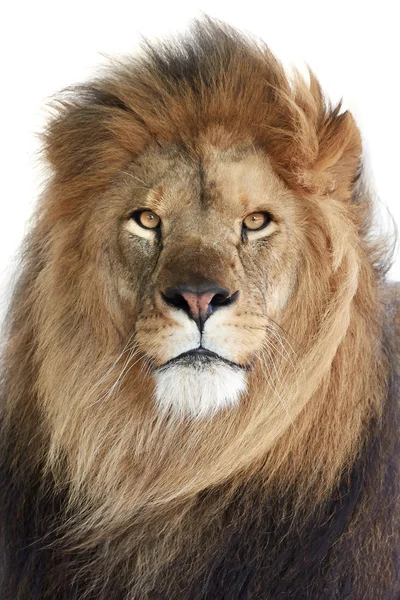 Leão (Panthera leo) — Fotografia de Stock