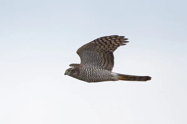 Gavilán euroasiático (Accipiter nisus ) — Foto de Stock