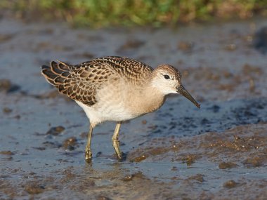 Ruff (Philomachus pugnax)