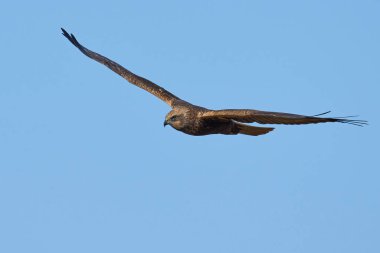 Batı bataklığı, Danimarka 'daki doğal ortamında.