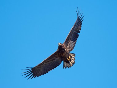 Beyaz kuyruklu kartal (Haliaeetus albicilla)