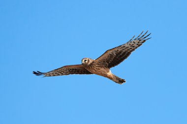 Tavuk Harrier (Circus cyaneus)