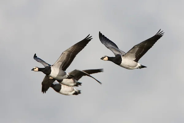 Barnacla (Branta leucopsis)) — Foto de Stock