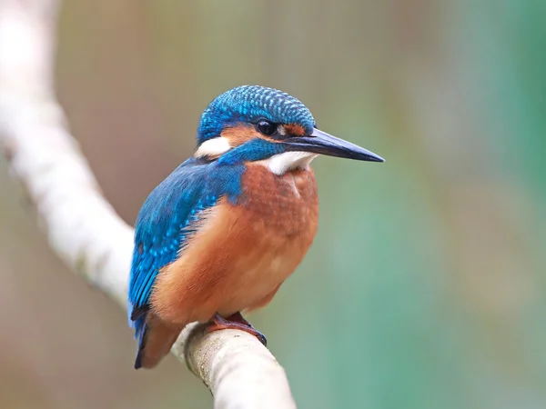 Gemensam kungsfiskare (Alcedo vid detta) — Stockfoto