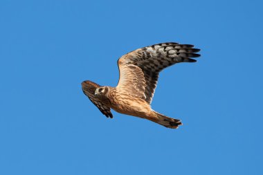 Tavuk Harrier (Circus cyaneus)