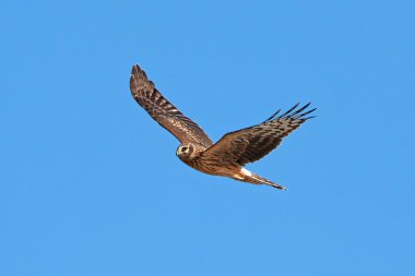 Tavuk Harrier (Circus cyaneus)