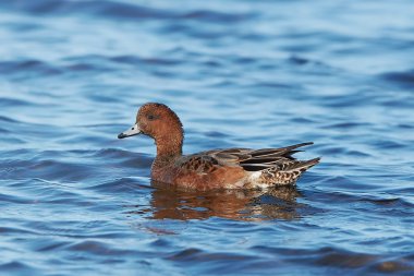 Avrasya wigeon (anas penelope)