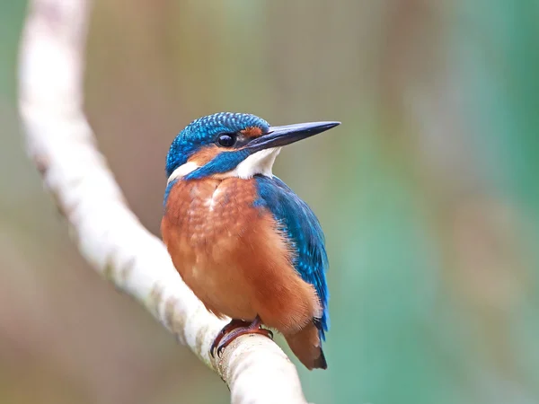 Pescador real común (Alcedo atthis ) — Foto de Stock