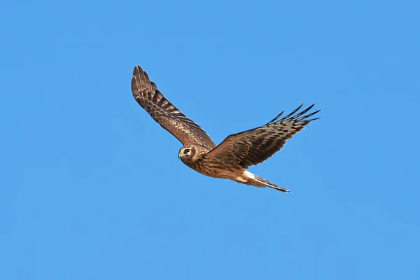 Κότα harrier (τσίρκο cyaneus) — Φωτογραφία Αρχείου