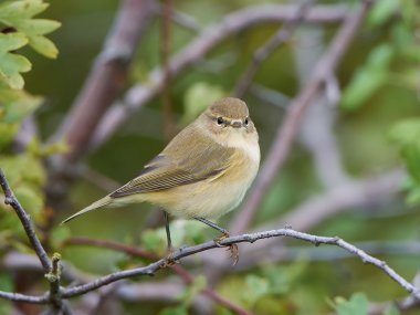 Yaygın chiffchaff (Phylloscopus collybita)