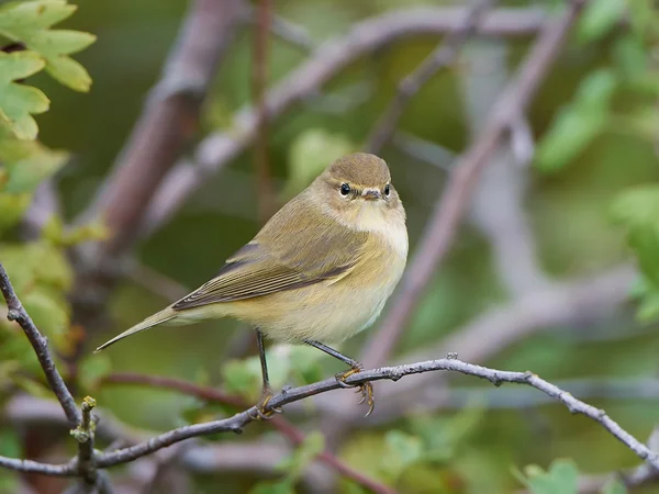 Yaygın chiffchaff (Phylloscopus collybita) — Stok fotoğraf