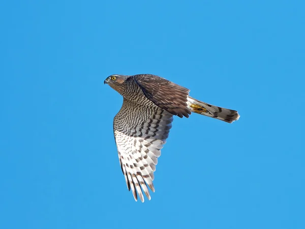 Sperwer (Accipiter nisus) — Stockfoto