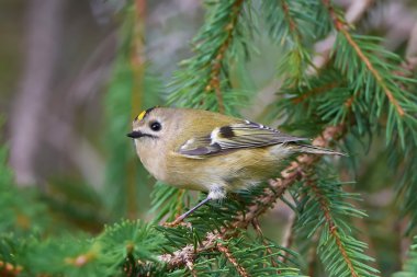 Çalıkuşu (regulus regulus)
