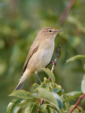Yaygın chiffchaff (Phylloscopus collybita)