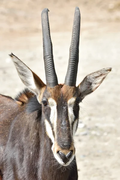 Sable αντιλόπη (hippotragus Νίγηρας) — Φωτογραφία Αρχείου