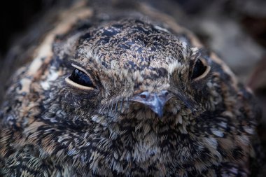 Gambiya doğal yaşam standardı kanatlı Çobanaldatangiller