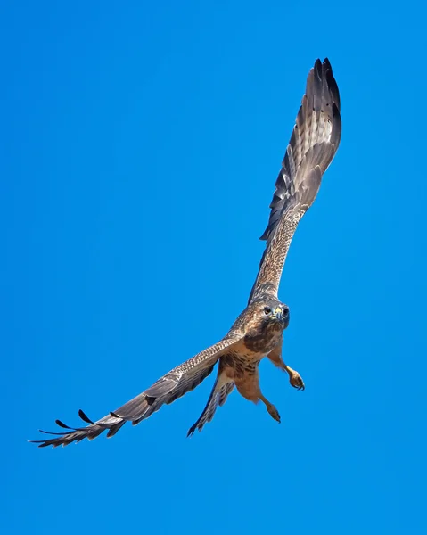 Yaygın akbaba (Buteo buteo) — Stok fotoğraf