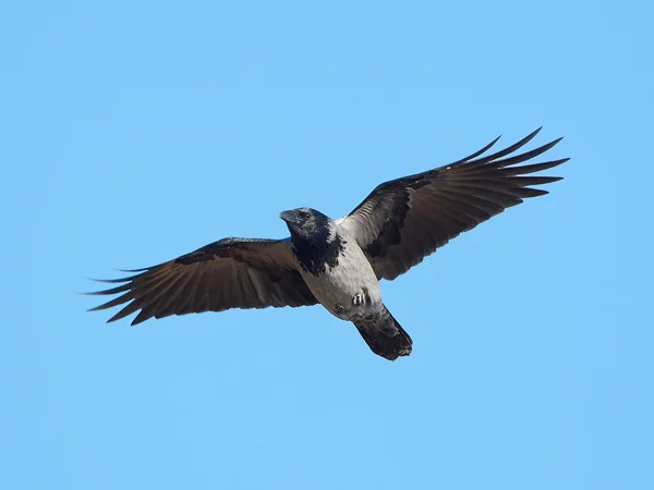 Corneille à capuchon (Corvus Cornix) — Photo