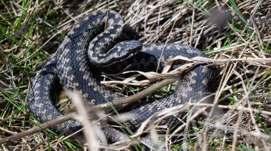 Avrupa engerek yılanı (Vipera berus) doğal ortamında