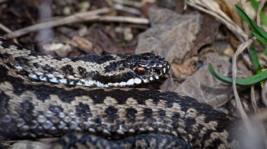 Avrupa engerek yılanı (Vipera berus) doğal ortamında
