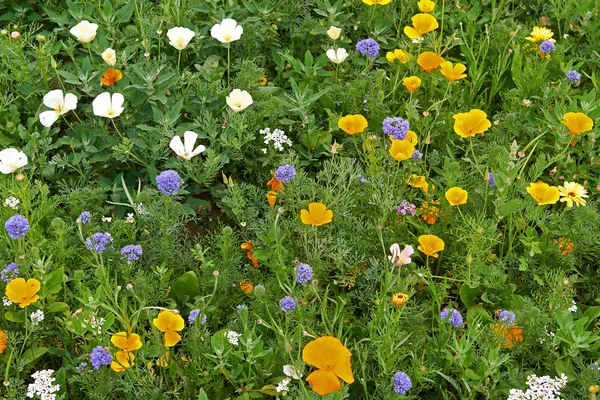 Beautiful wild flowers — Stock Photo, Image